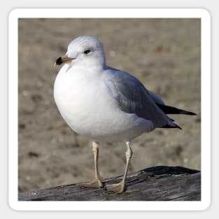 Sea Gull on English Beach, Vancouver, Canada Sticker